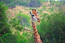 Als u tijdens uw rondreis in Afrika een game-drive maakt, heeft u kans om giraffen te spotten