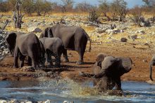 Olifanten zoeken hun verkoeling en spelen graag in het water